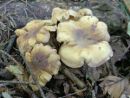 Cantharellus amethysteus, luskata lisička