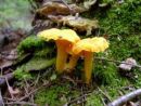 Cantharellus cibarius, navadna lisička
