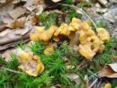 Cantharellus ianthinoxanthus, gubasta lisička