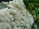 Ceratiomyxa porioides, luknjičasta hladetinka