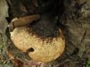 Cerioporus squamosus, luskati satovničar