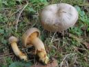 Chroogomphus rutilus, bakrenasti polžar