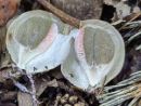 Clathrus archeri, lovkasta mrežnica