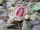 Clathrus archeri, lovkasta mrežnica