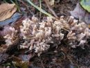 Clavulina rugosa, brazdasta grivača