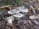 Clitocybe nebularis, poprhnjena livka