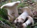 Clitopaxillus alexandri, zelenkasta podviharka
