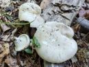 Clitopilus prunulus, navadna mokarica