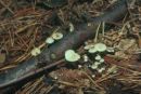 Collybia cirrhata, rumeneča korenovka