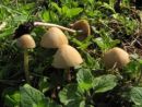 Conocybe antipus, vretenasta stožka