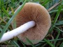Conocybe pygmaeoaffinis, belobetna stožka