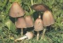 Coprinopsis atramentaria, prava tintovka
