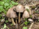 Coprinopsis atramentaria, prava tintovka