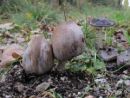 Coprinopsis romagnesiana, rjavoluska tintovka