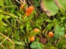 Cordyceps militaris, kokonov glavatec