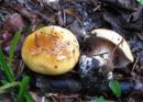Cortinarius arquatus, usločena koprenka