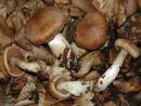 Cortinarius balaustinus, granatna koprenka
