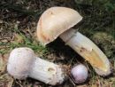 Cortinarius caperatus, pšenična koprenka