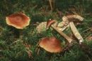 Cortinarius fulvescens, lisičjerjava koprenka