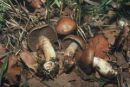 Cortinarius infractus, scefrana koprenka