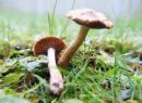 Cortinarius jubarinoides, visoka koprenka