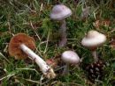 Cortinarius lividopallidus, šotiščna koprenka