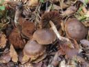 Cortinarius multivagus, nestanovitna koprenka