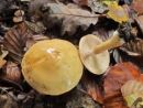 Cortinarius polymorphus, gubastoroba koprenka