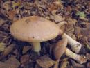 Cortinarius praestans, nagubana koprenka