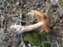 Cortinarius rigens, korenasta koprenka