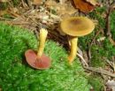 Cortinarius semisanguineus, polkrvena koprenka