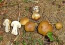 Cortinarius subvalidus, pegasta koprenka