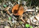 Cortinarius vernalis, pomladanska koprenka