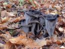 Craterellus cornucopioides, črna trobenta