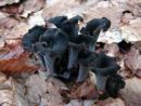 Craterellus cornucopioides, črna trobenta
