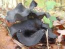 Craterellus cornucopioides, črna trobenta