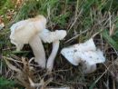 Cuphophyllus fornicatus, oblokasta tratnica