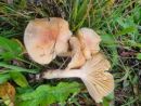 Cuphophyllus pratensis, travniška tratnica