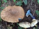 Cyanoboletus pulverulentus, spreminjavi modrivec