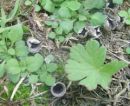 Cyathus olla, gladki košek