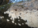 Cylindrobasidium evolvens, ploski skorjevec