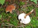 Cystodermella granulosa, hrapavi zrnovec