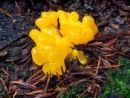 Dacrymyces chrysospermus, pahljačasta solzovka