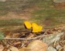 Dacrymyces chrysospermus, pahljačasta solzovka