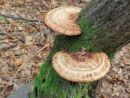 Daedaleopsis confragosa, rdečeča zvitocevka