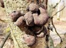 Daldinia childiae, hruškasta óglarka