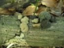 Daldinia concentrica, slojevita óglarka
