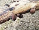 Daldinia pyrenaica, pirenejska óglarka