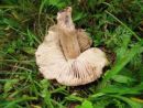 Dermoloma josserandii, mokarična žametovka