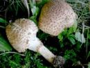 Echinoderma asperum, hrapava trnovka